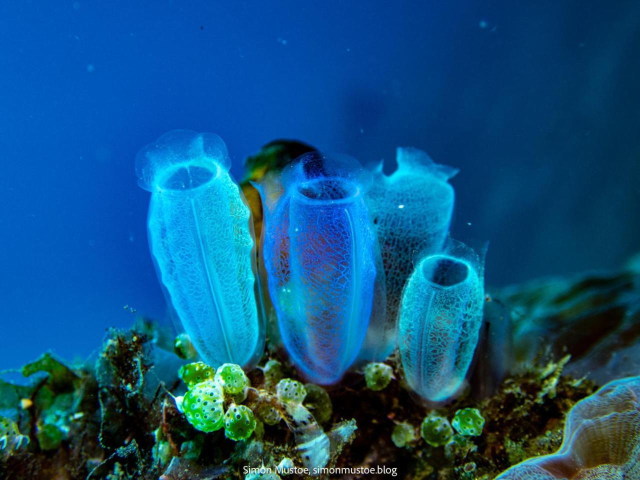 Teluk Karang Dive & Spa Resort Tejakula Eksteriør billede