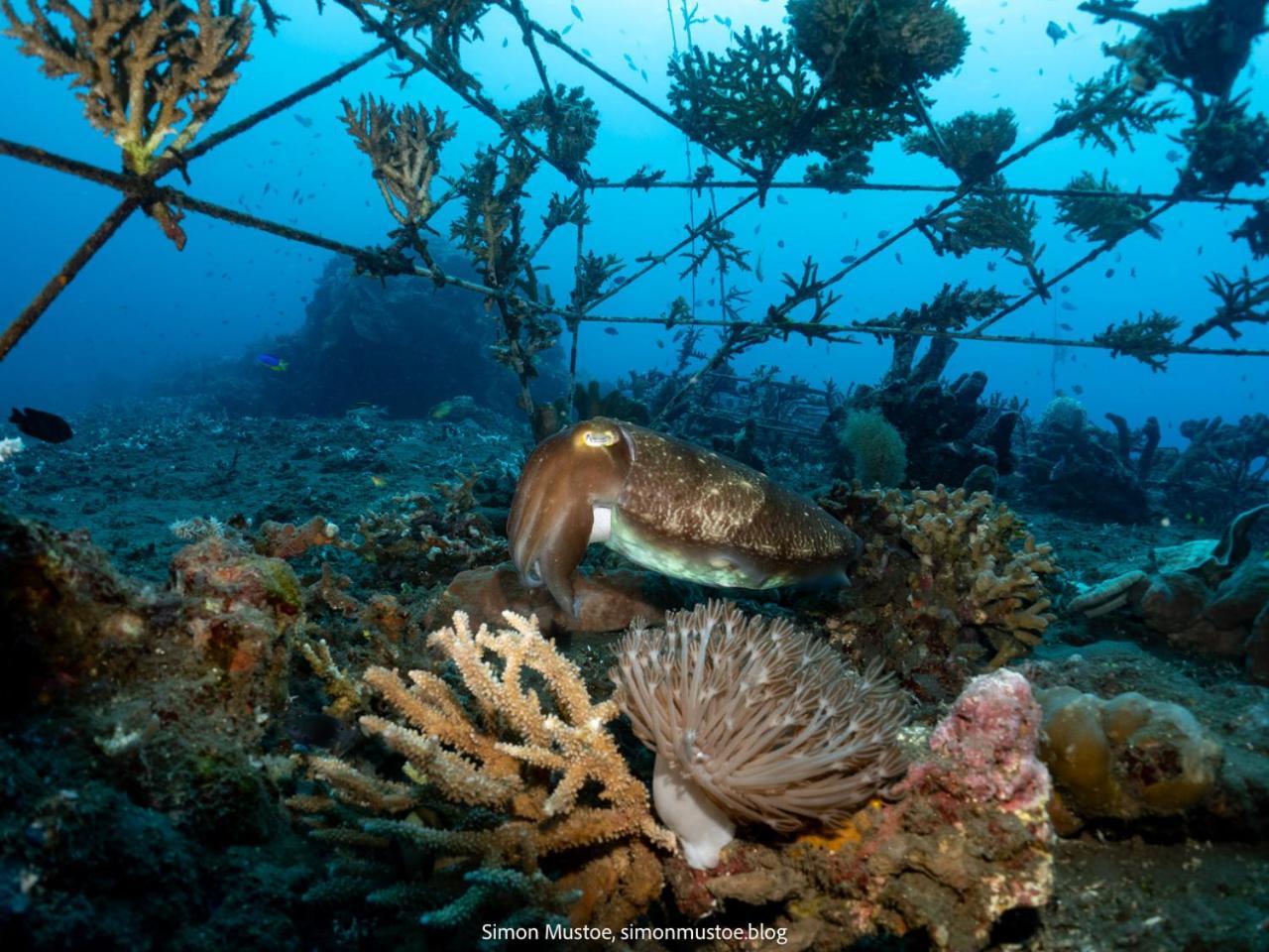 Teluk Karang Dive & Spa Resort Tejakula Eksteriør billede